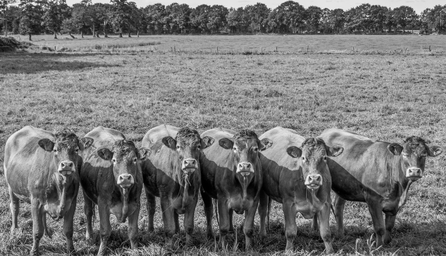 stockfoto's van vee