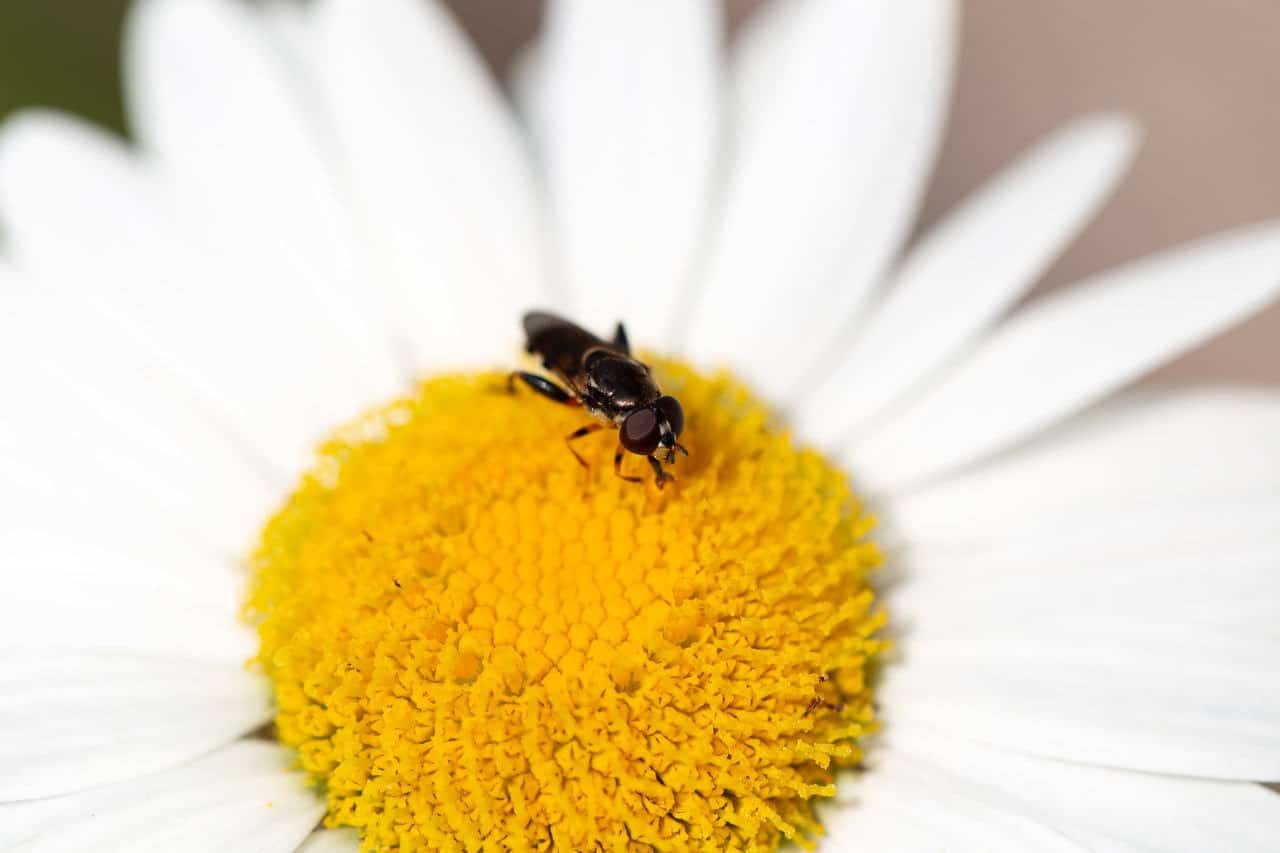 Stockfoto's van dieren zijn gewild - (foto van Adrian Pelletier) 